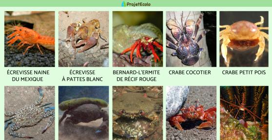 Espèces de crabes
