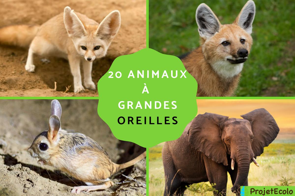 Animaux à grandes oreilles