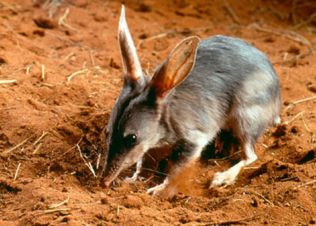 Animaux à GRANDES OREILLES Noms, caractéristiques et photos
