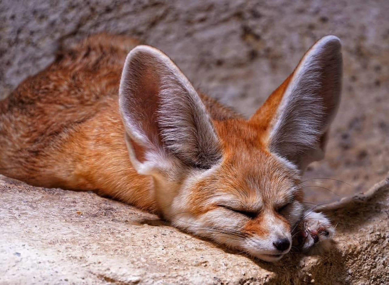 Animaux à GRANDES OREILLES Noms, caractéristiques et photos