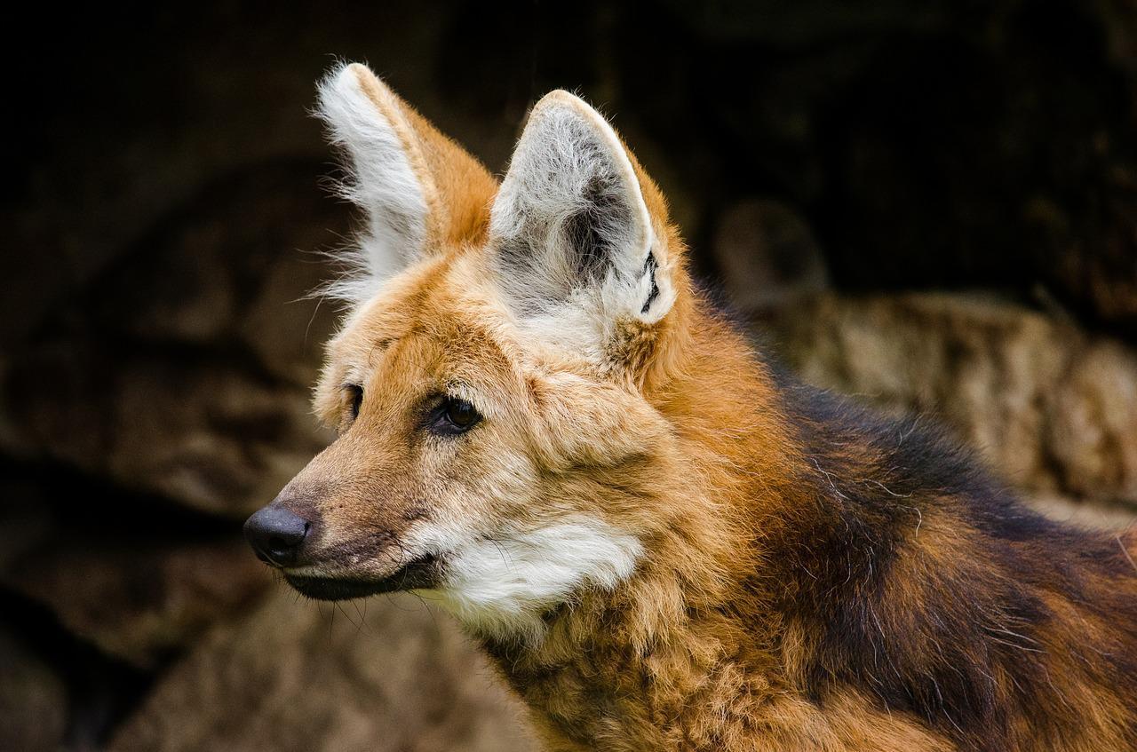 Animaux à GRANDES OREILLES Noms, caractéristiques et photos