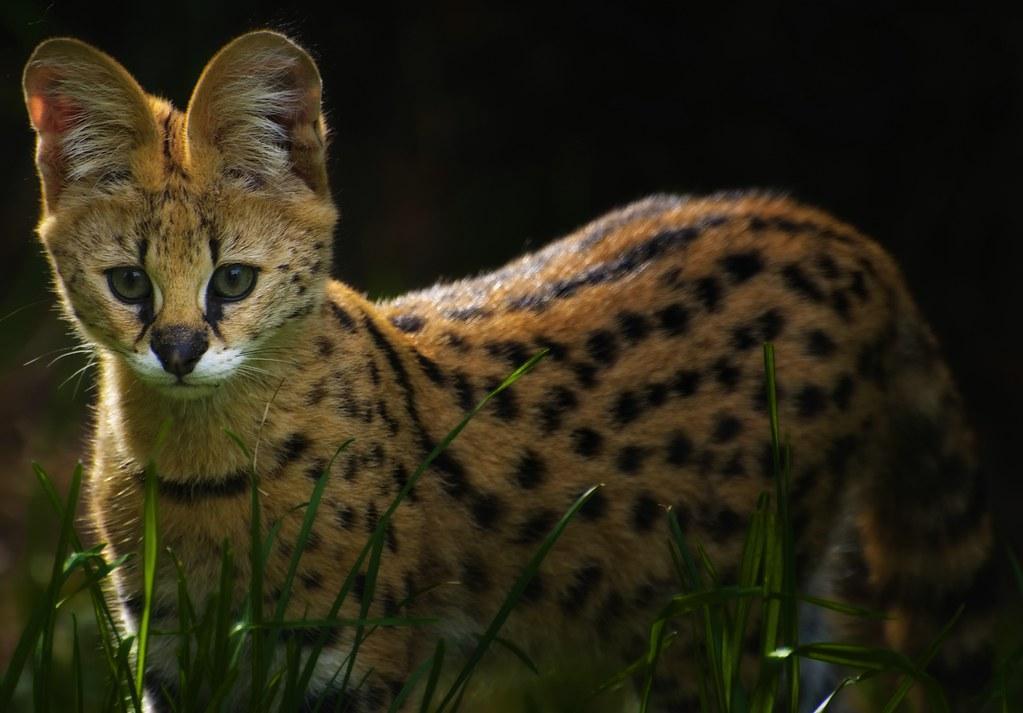 Animaux à GRANDES OREILLES Noms, caractéristiques et photos
