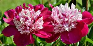 Entretien et signification des pivoines