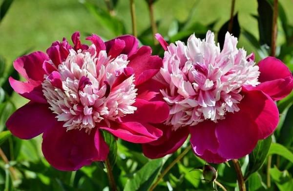 Entretien et signification des pivoines