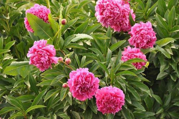 Entretien et signification des pivoines - Semer et planter des pivoines