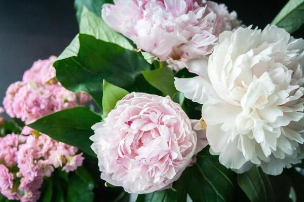 Entretien et signification des pivoines - Signification des pivoines