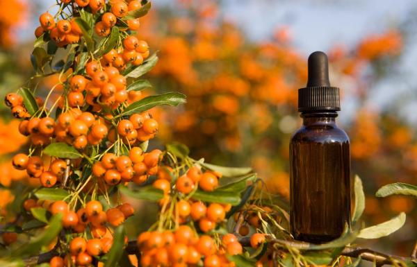 Argousier (Hippophae rhamnoides) : propriétés et contre-indications - Comment consommer de l'argousier ?