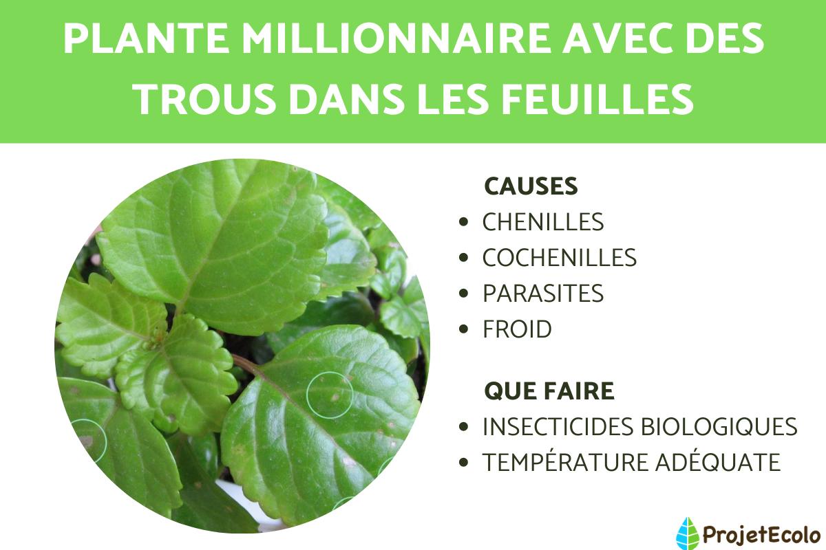 Plante millionnaire avec des trous dans les feuilles : que faire ?