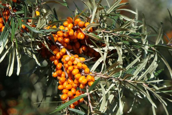 Argousier (Hippophae rhamnoides) : propriétés et contre-indications - Qu'est-ce que l'argousier ?