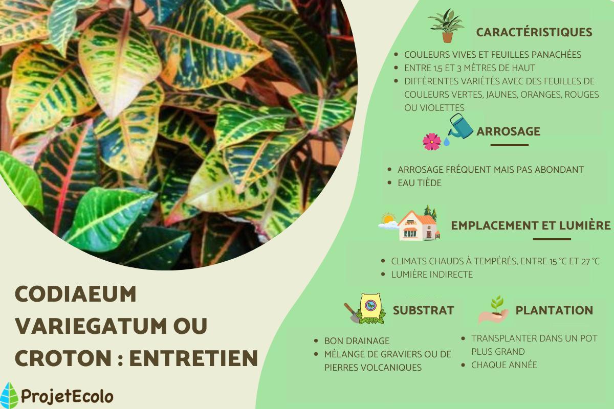 Codiaeum variegatum ou croton : entretien