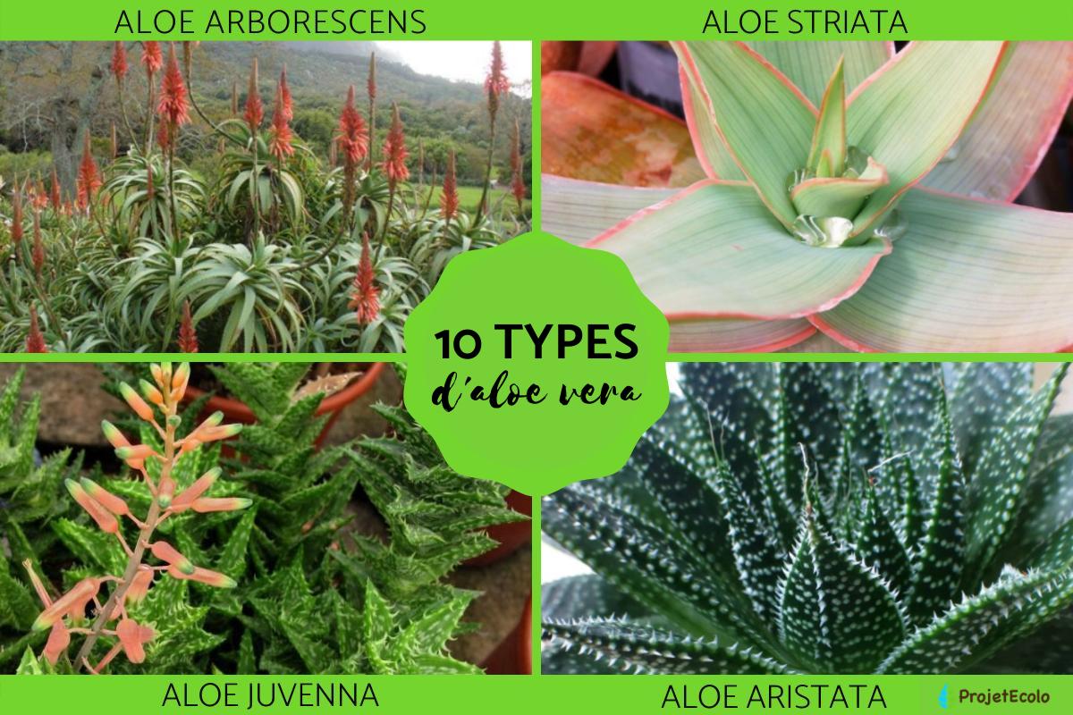 10 types d'aloe vera - Noms, caractristiques et photos