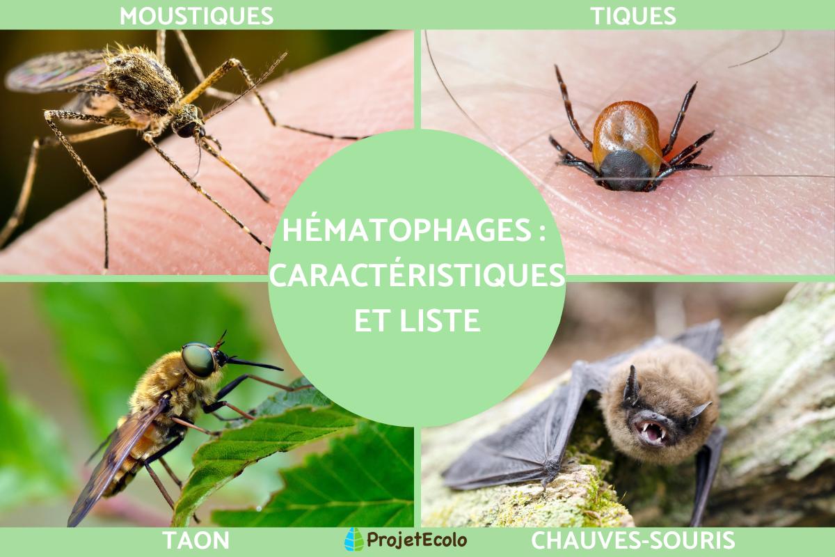 Hématophages : Définition, caractéristiques et exemples