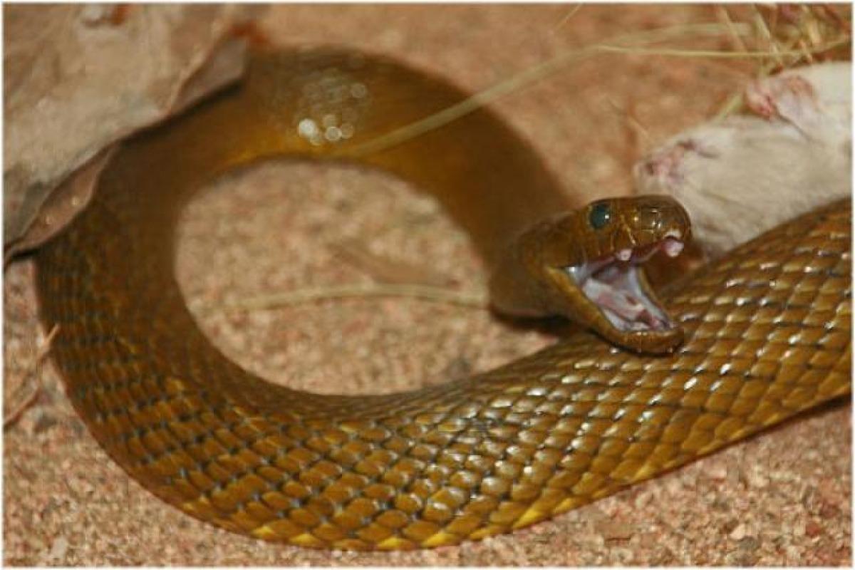 Quel est le serpent le plus venimeux du monde ?