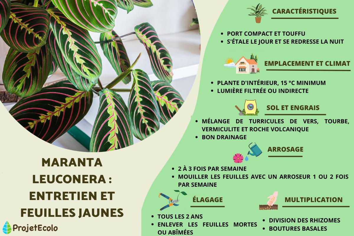 Maranta leuconeura: entretien et feuilles jaunes