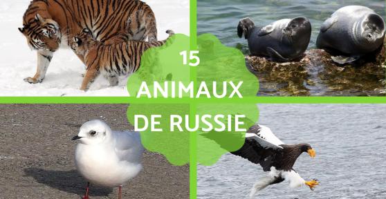 Animaux de Russie - espèces, caractéristiques et photos