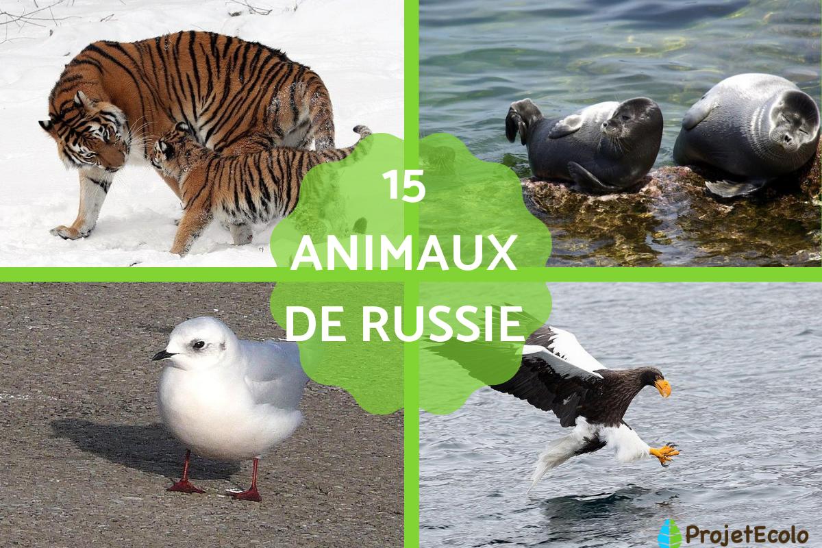 15 ANIMAUX de RUSSIE - caractéristiques et PHOTOS