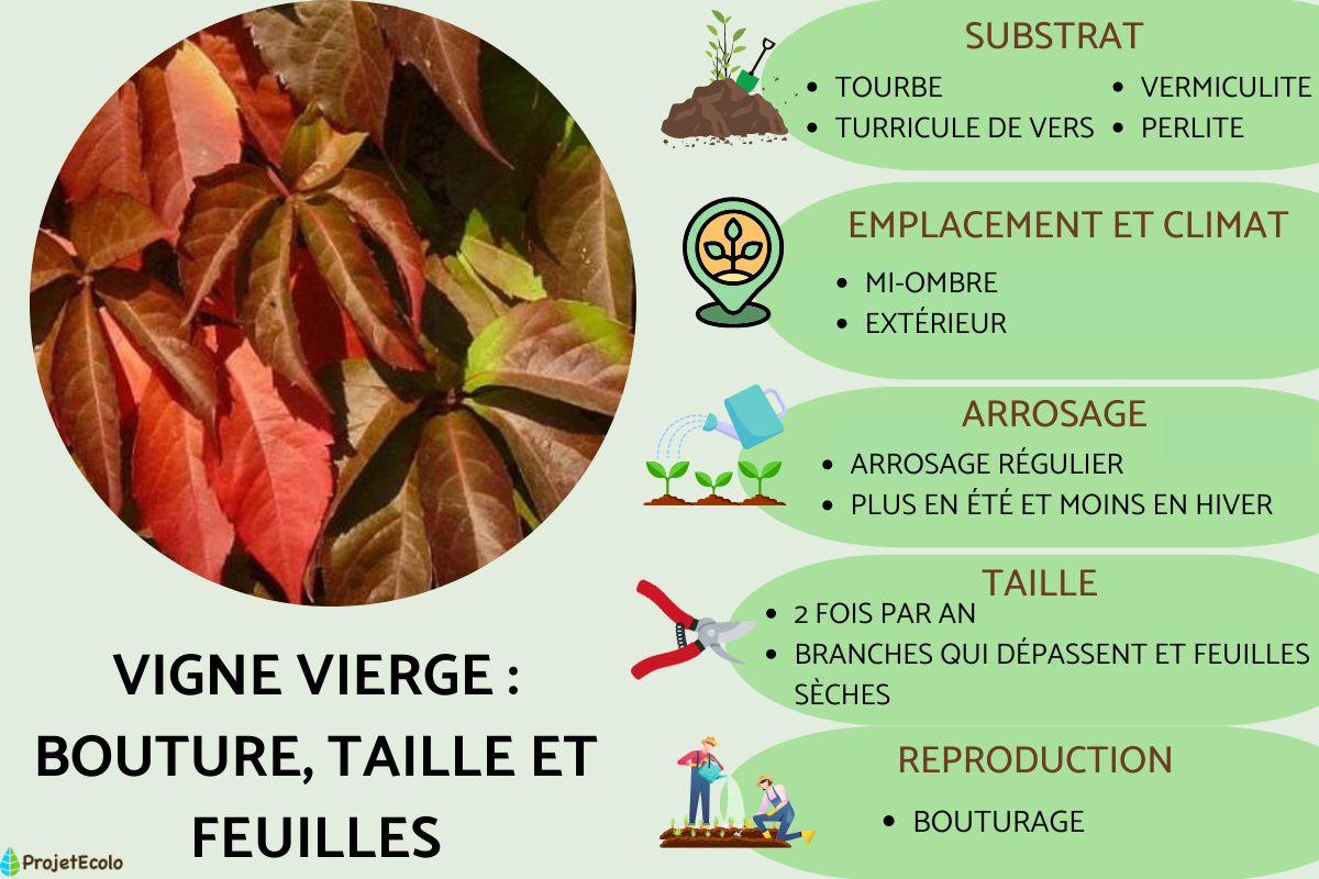 Vigne vierge : bouture, taille et feuilles