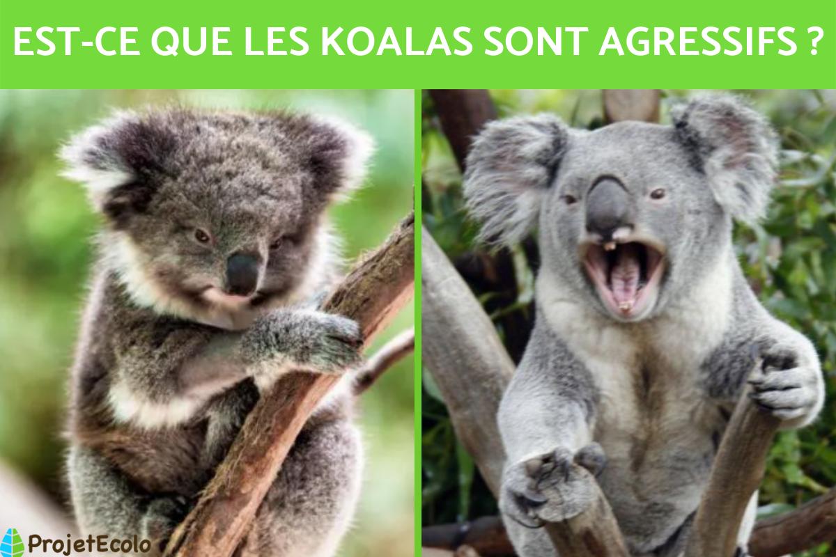 Est-ce que les koalas sont méchants ?