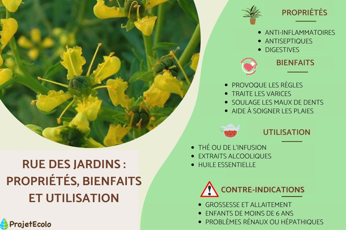 Rue des jardins : propriétés, utilisation et contre-indications