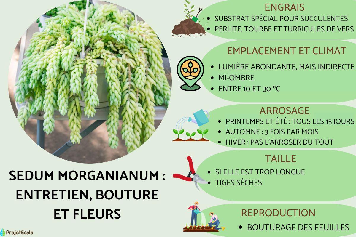 Sedum morganianum : entretien, bouture et fleurs