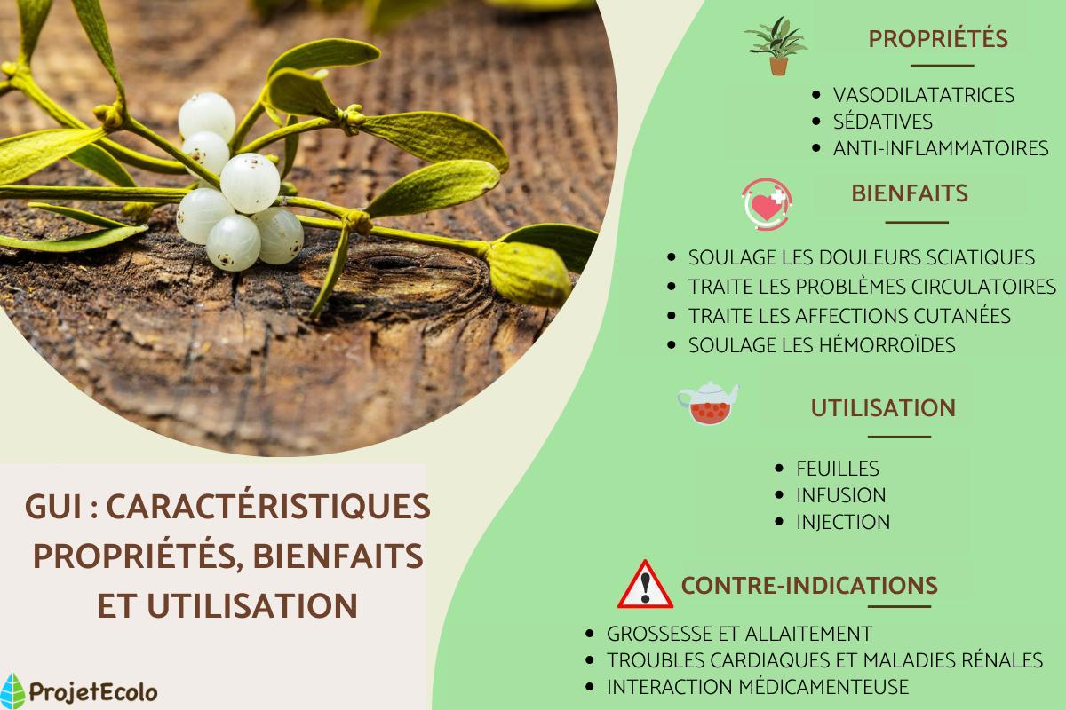Gui : caractéristiques, propriétés et bienfaits