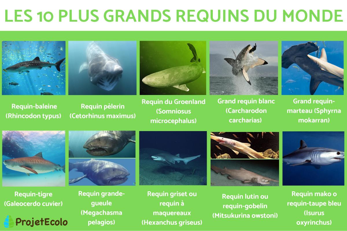 Les plus grands requins du monde