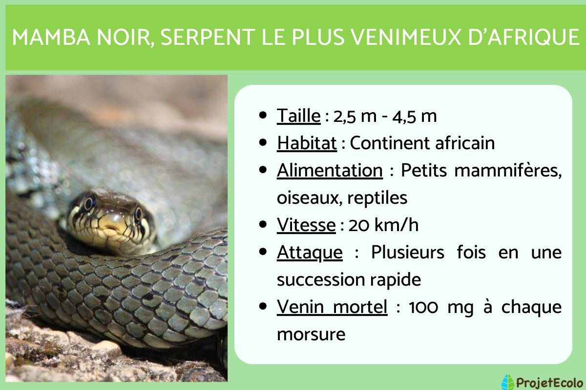 Mamba noir : taille, alimentation, reproduction, morsure