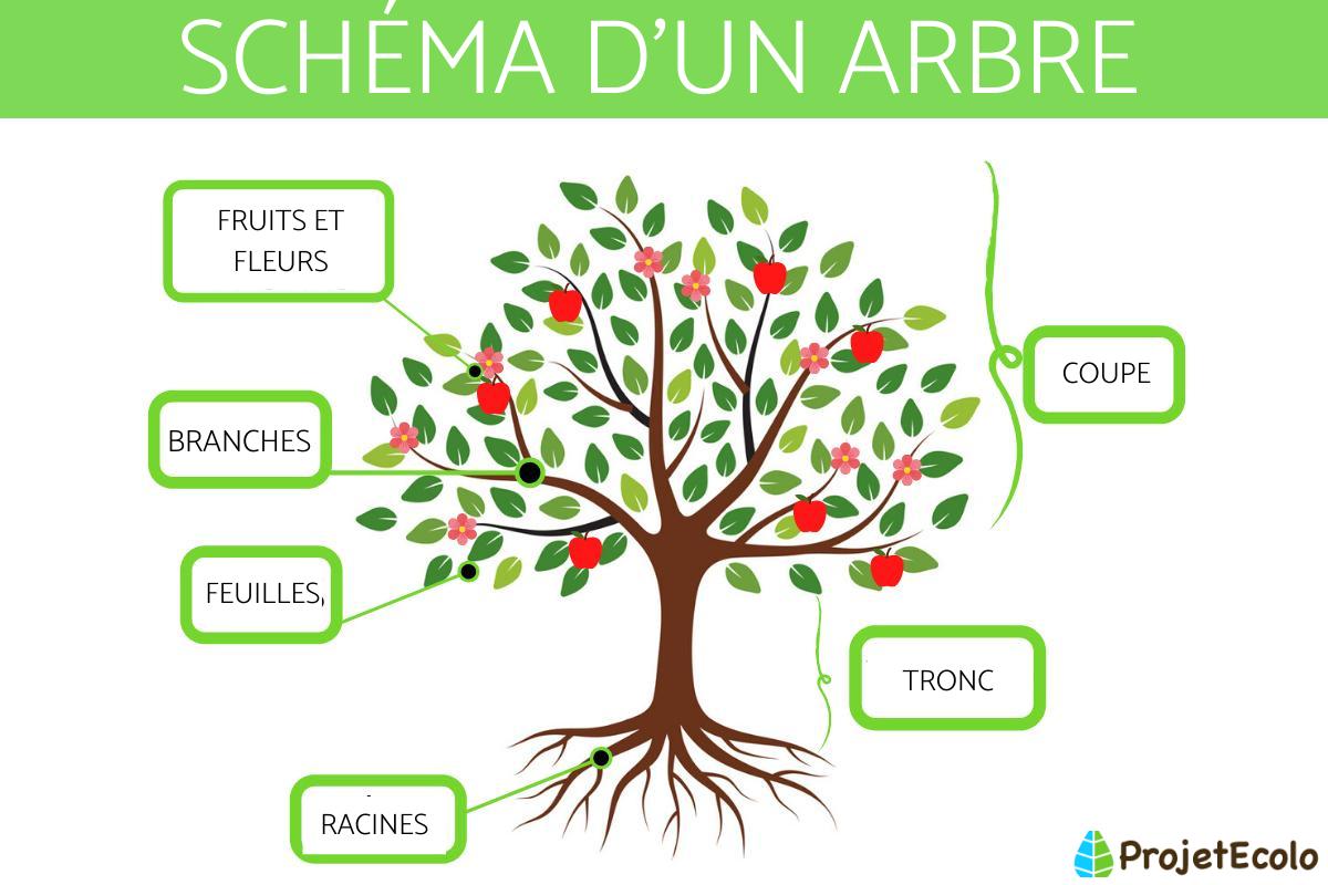 Parties d'un arbre - Schéma d'un arbre
