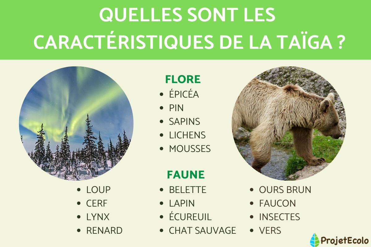 Taïga : définition et caractéristiques