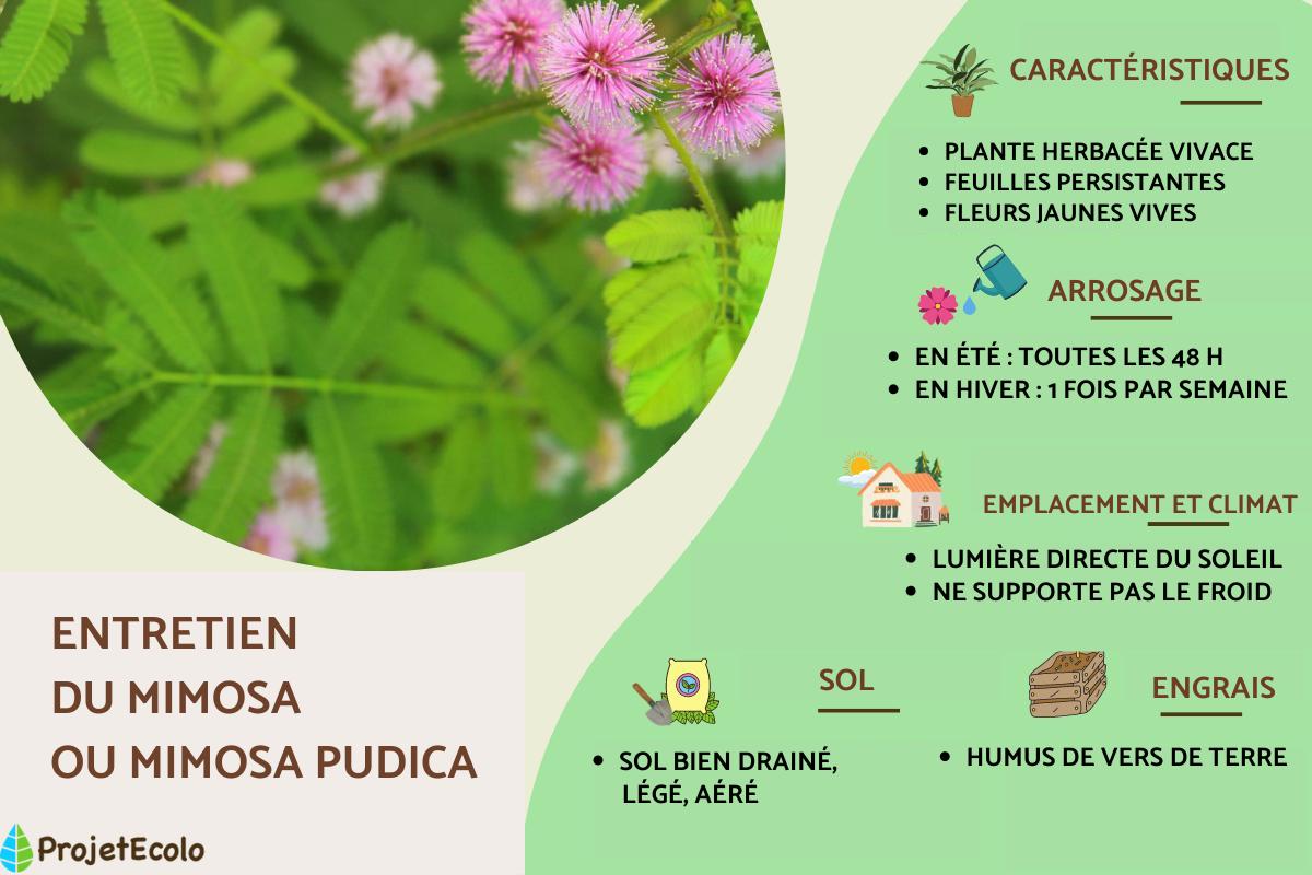 Entretien du mimosa ou Mimosa pudica