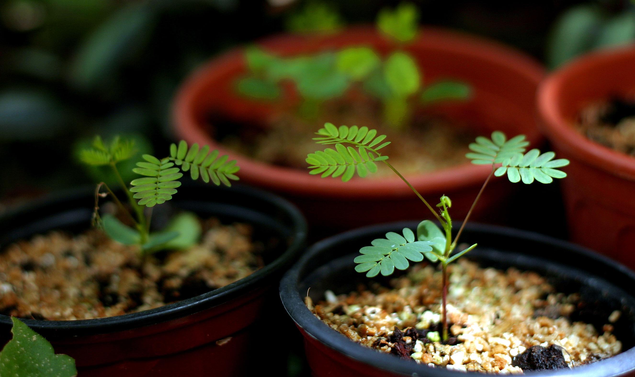 Мимоза цветок как ухаживать. Мимоза стыдливая семена. Мимоза стыдливая (Mimosa pudica). Мимоза стыдливая в горшке. Mimosa pudica из семян.