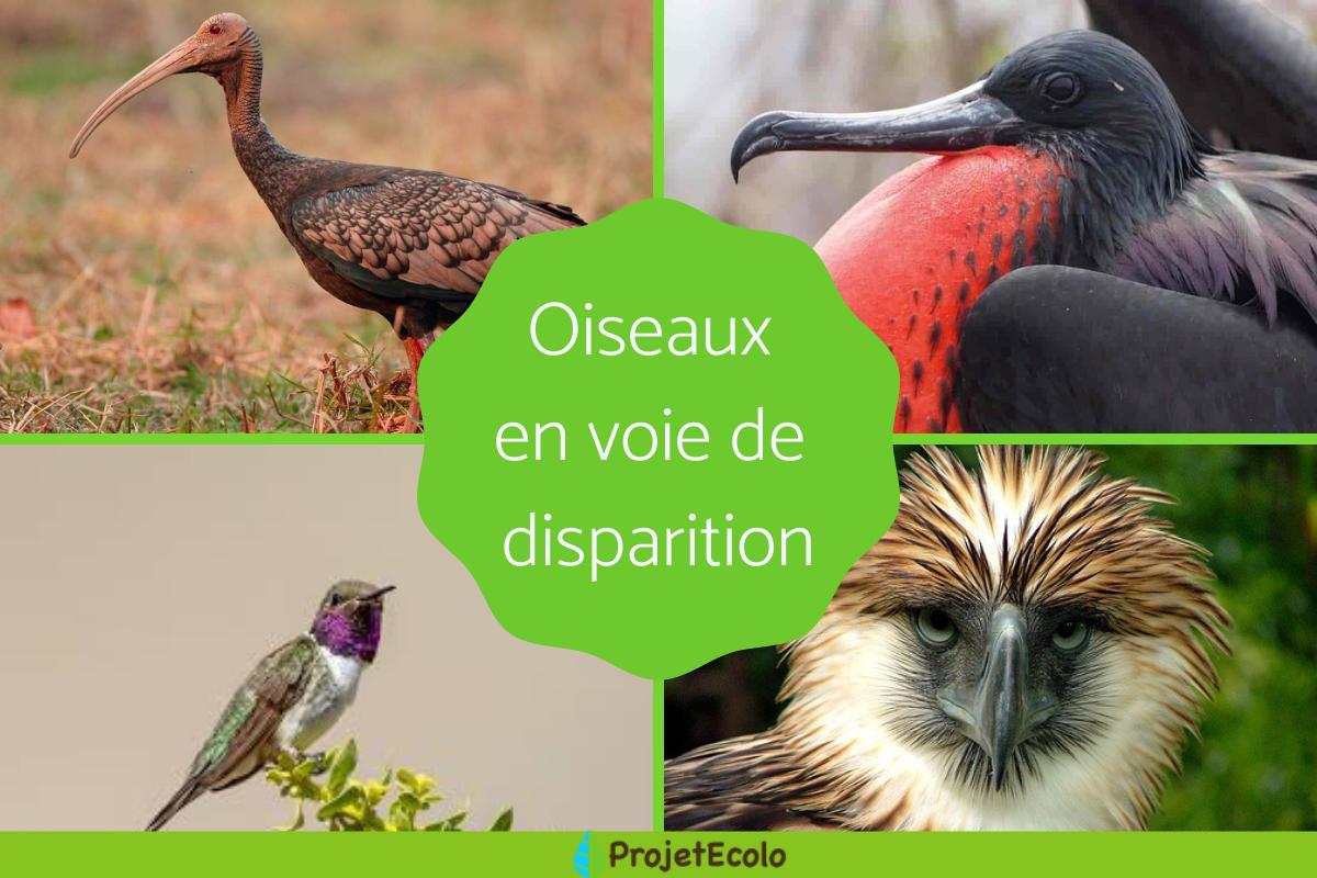 Oiseaux en voie de disparition