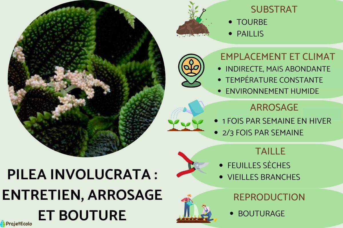 Pilea involucrata : entretien, arrosage et bouture