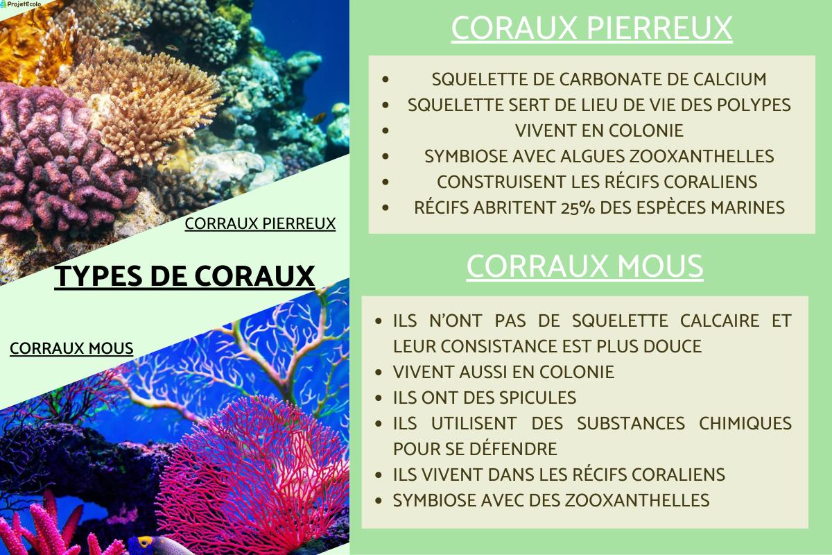 Types de coraux