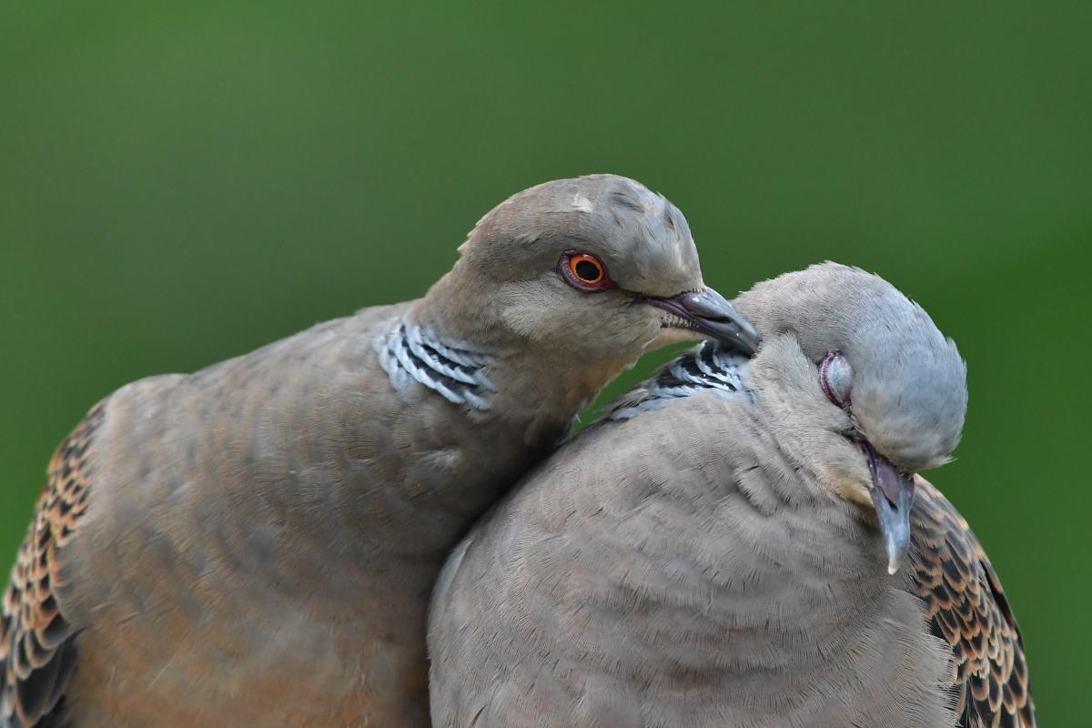 Différence entre pigeon et tourterelle