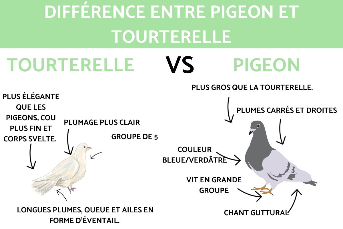 Différence entre pigeon et tourterelle
