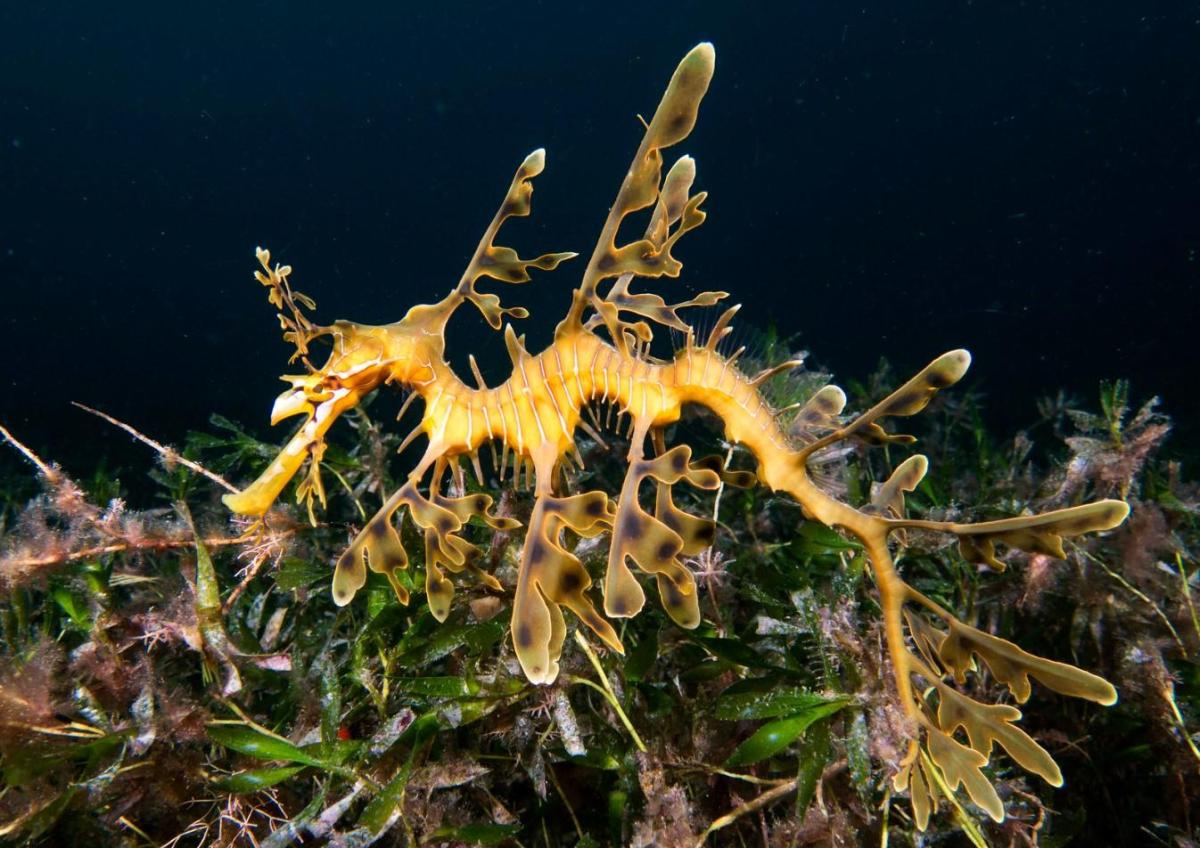 Hippocampe feuille : Caractéristiques et alimentation