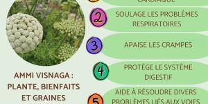 Ammi visnaga : plante, bienfaits et graines