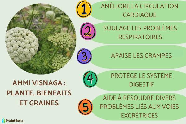 Ammi visnaga : plante, bienfaits et graines