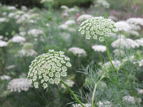 Ammi visnaga : plante, bienfaits et graines - Bienfaits de Ammi visnaga