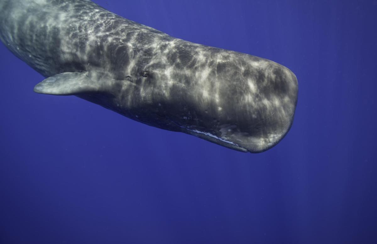 Quel animal a le plus gros cerveau ?
