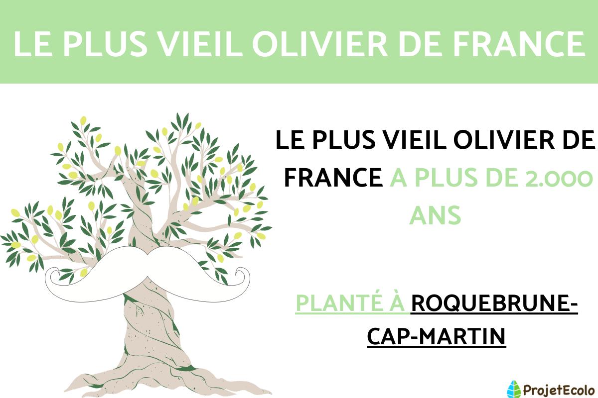 Le plus vieil olivier de France
