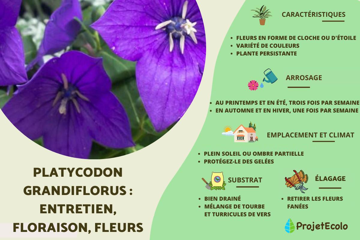 Platycodon grandiflorus : entretien, floraison, fleurs
