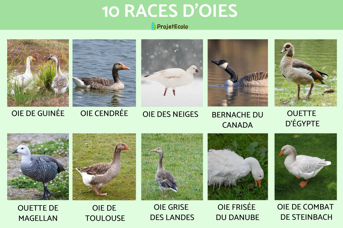 Races d'oies