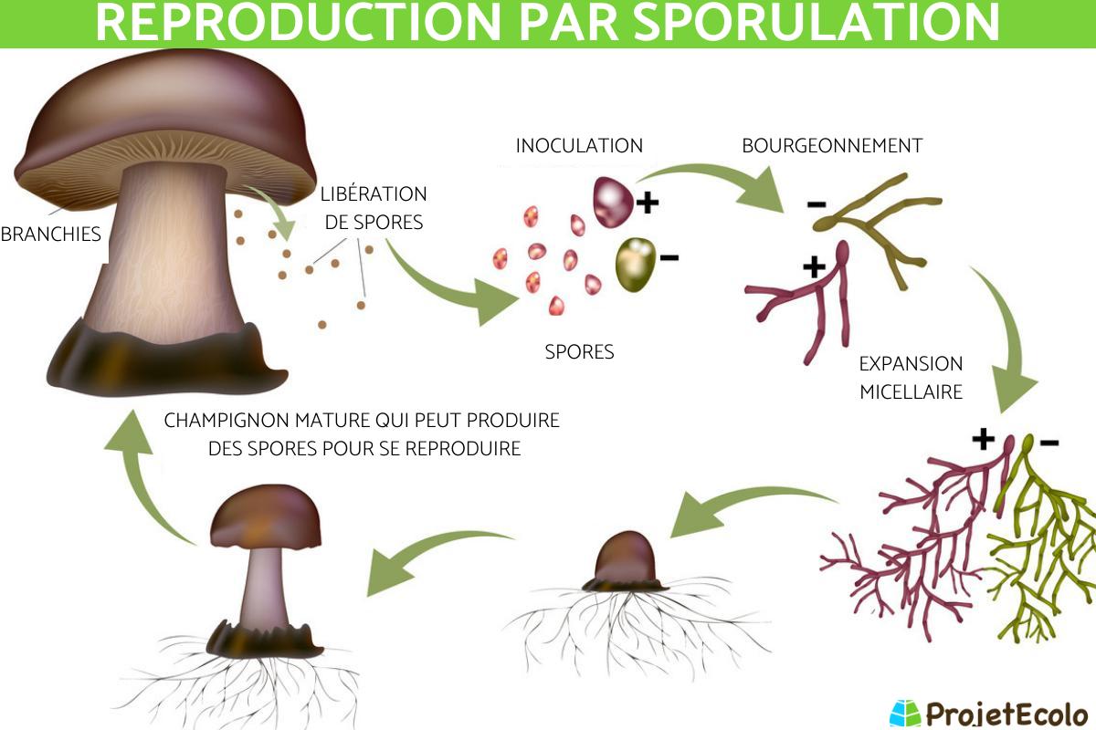 Sporulation : Définition et exemples