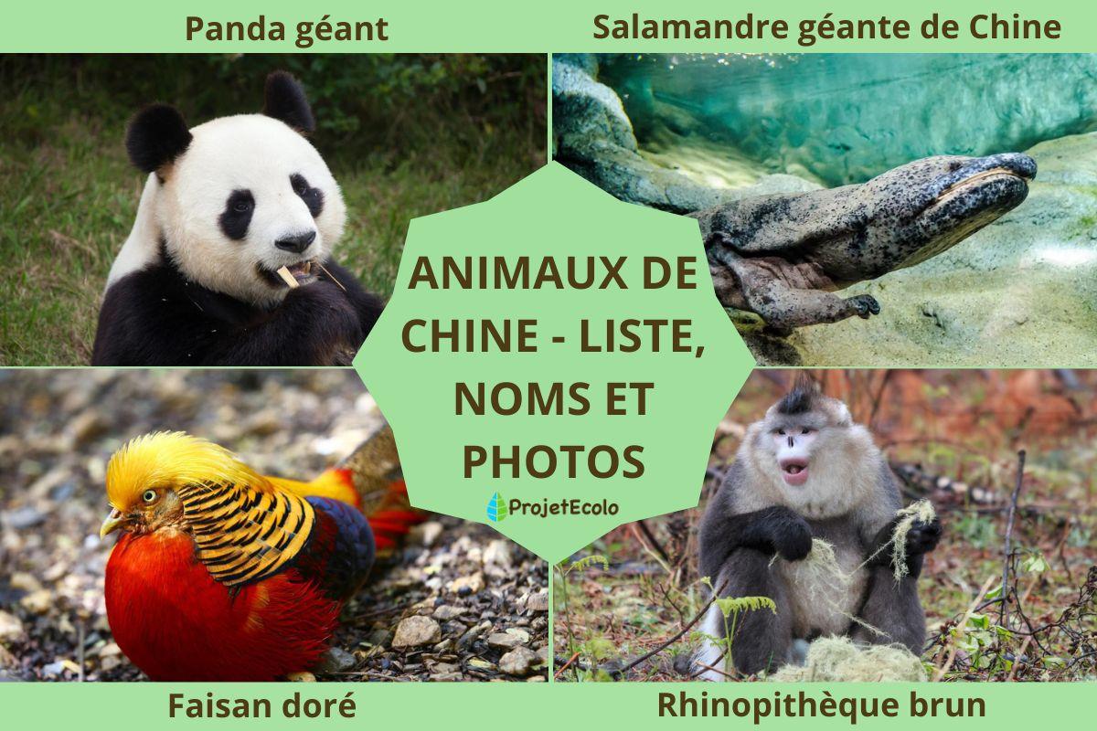 Animaux de Chine - Liste, noms et photos