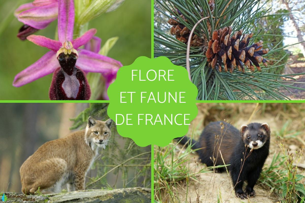 La faune et la flore de France