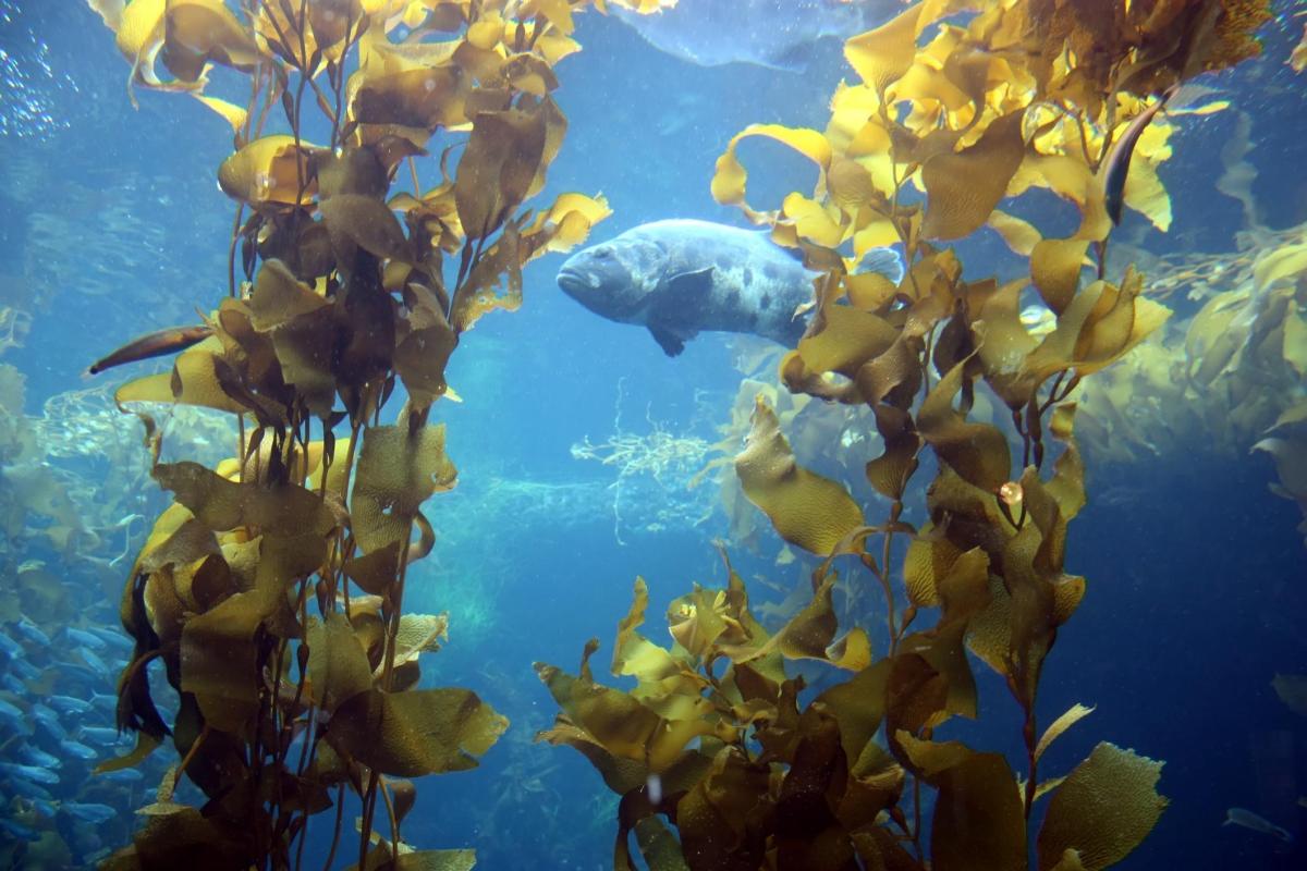 Forêt sous-marine : Définition, caractéristiques et espèces