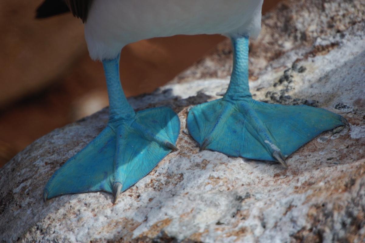 FOU À PIEDS BLEUS CARACTÉRISTIQUES, HABITAT et ALIMENTATION