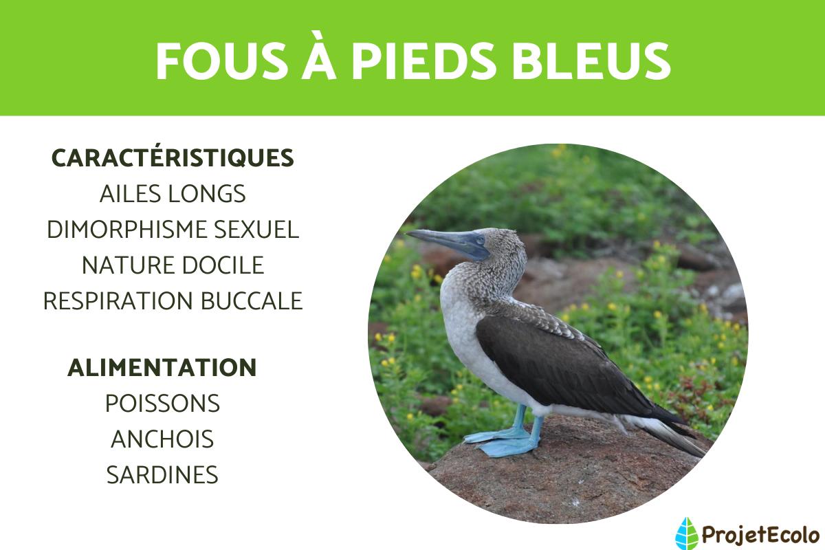 Fous à pieds bleus : caractéristiques, habitat et alimentation